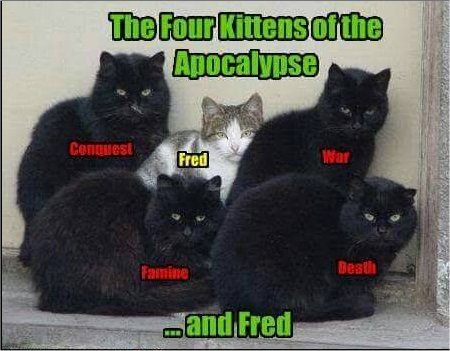 caturday fred majorgeeks.jpg